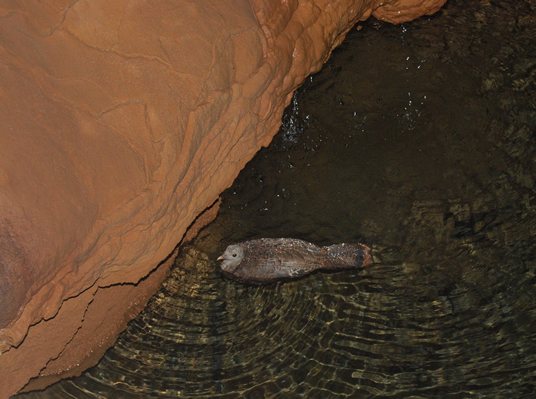 Turkey Swimming in Cave Pool